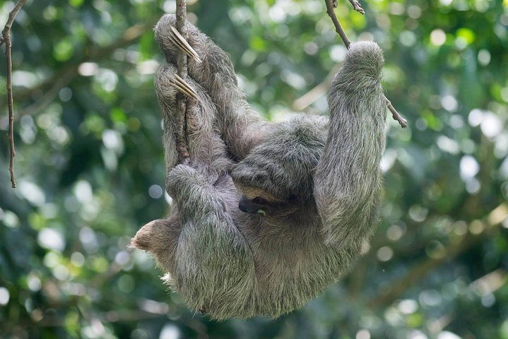 Tenorio Rain Forest Hanging Bridges & Sloth Encounter - Photo 1 of 25